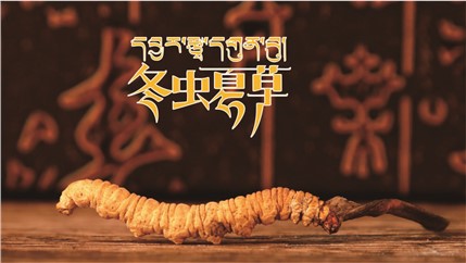 那曲新鮮冬蟲夏草什么時(shí)候采挖？